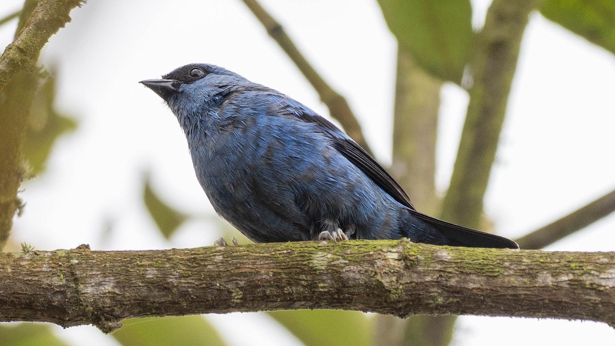 Masked Flowerpiercer - ML619993149