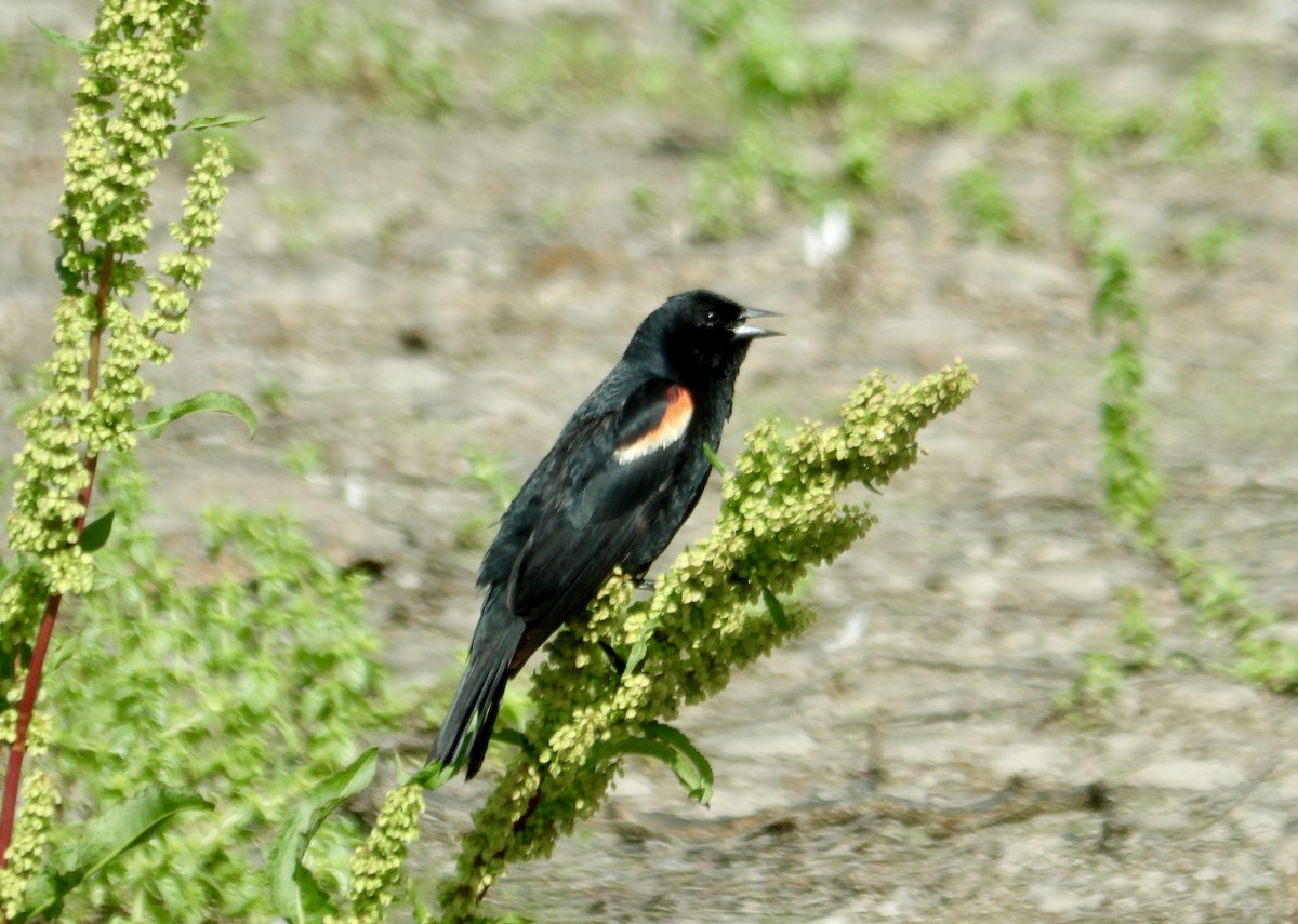 Red-winged Blackbird - ML619993153