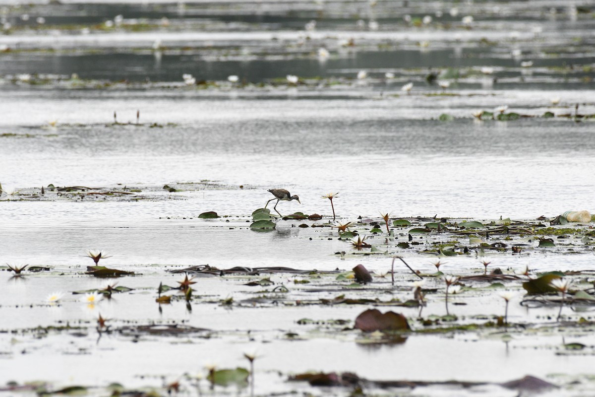 Bronze-winged Jacana - ML619993155