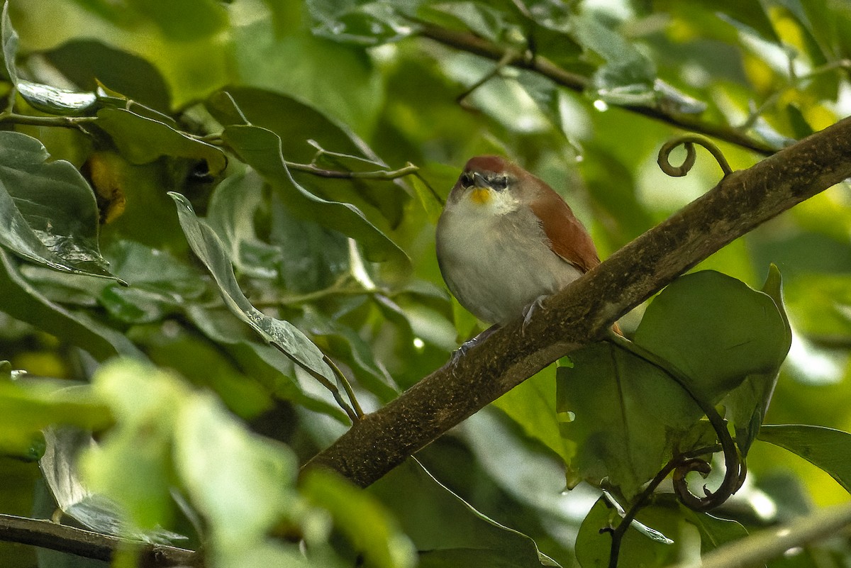 Yellow-chinned Spinetail - ML619993173