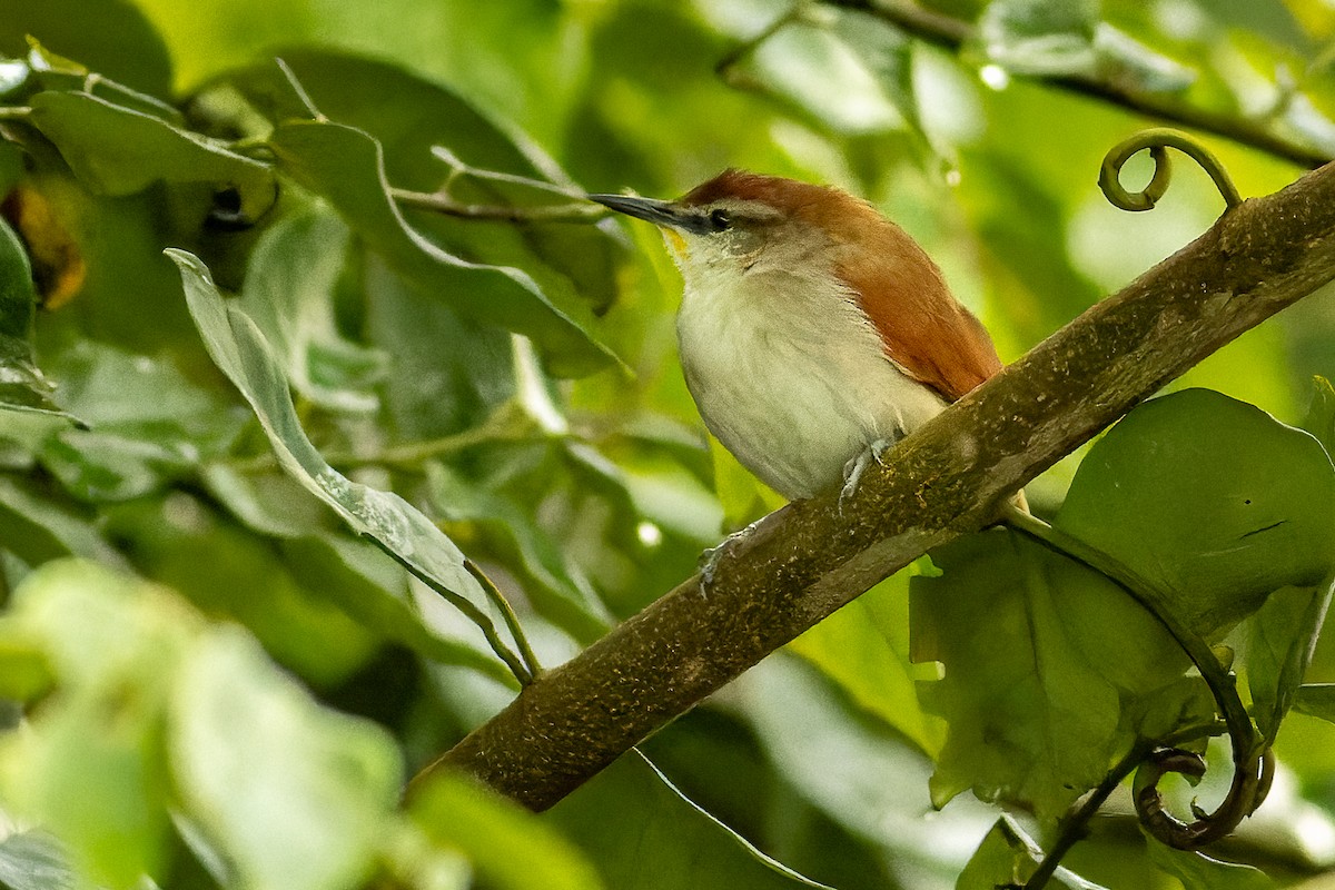 Yellow-chinned Spinetail - ML619993174