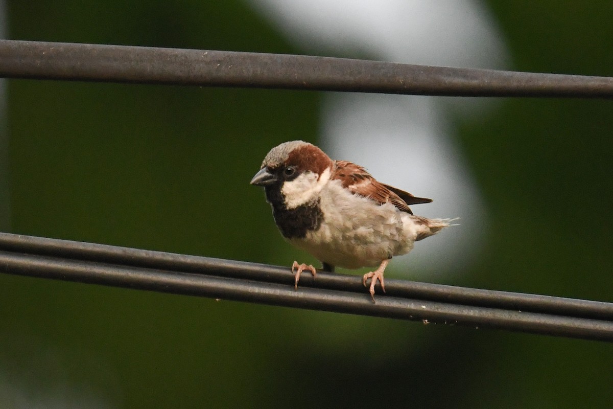 House Sparrow - ML619993184