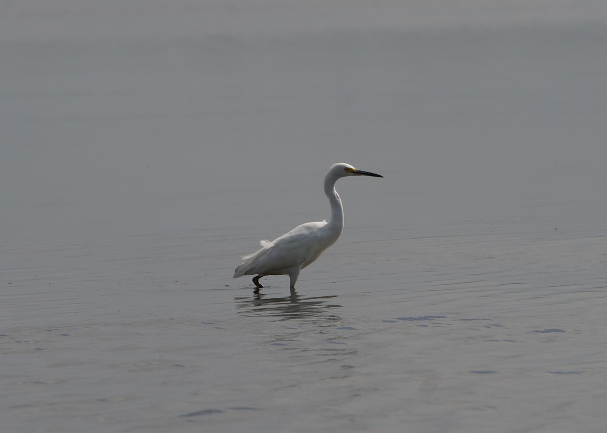 Great Egret - ML619993202