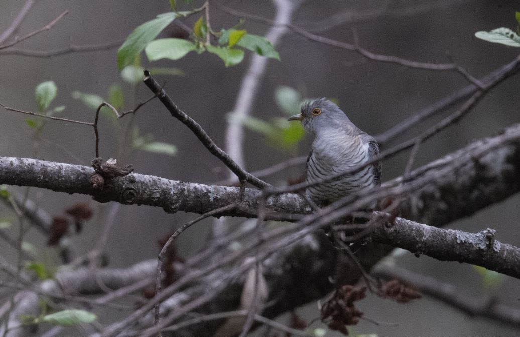 Indian Cuckoo - ML619993210