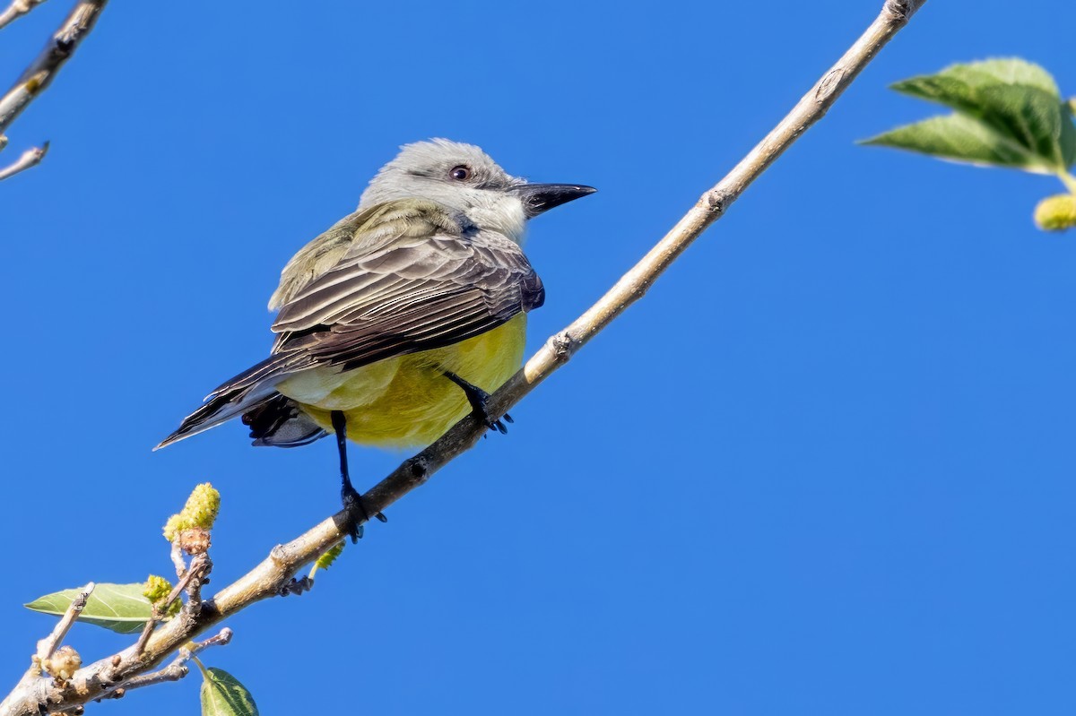 Tropical Kingbird - ML619993219