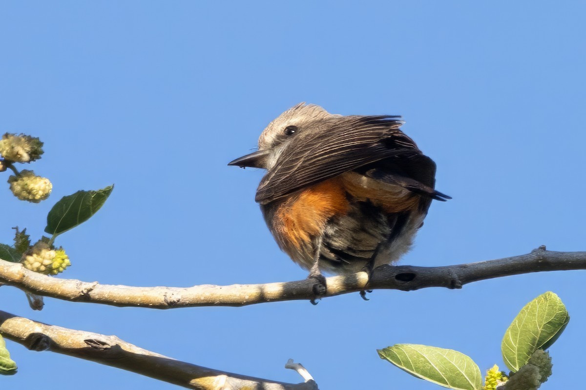 Vermilion Flycatcher - ML619993228