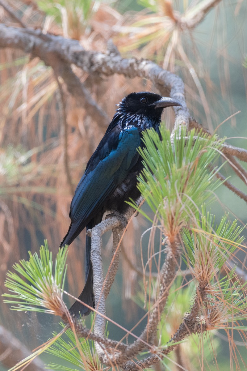 Drongo à crinière - ML619993229