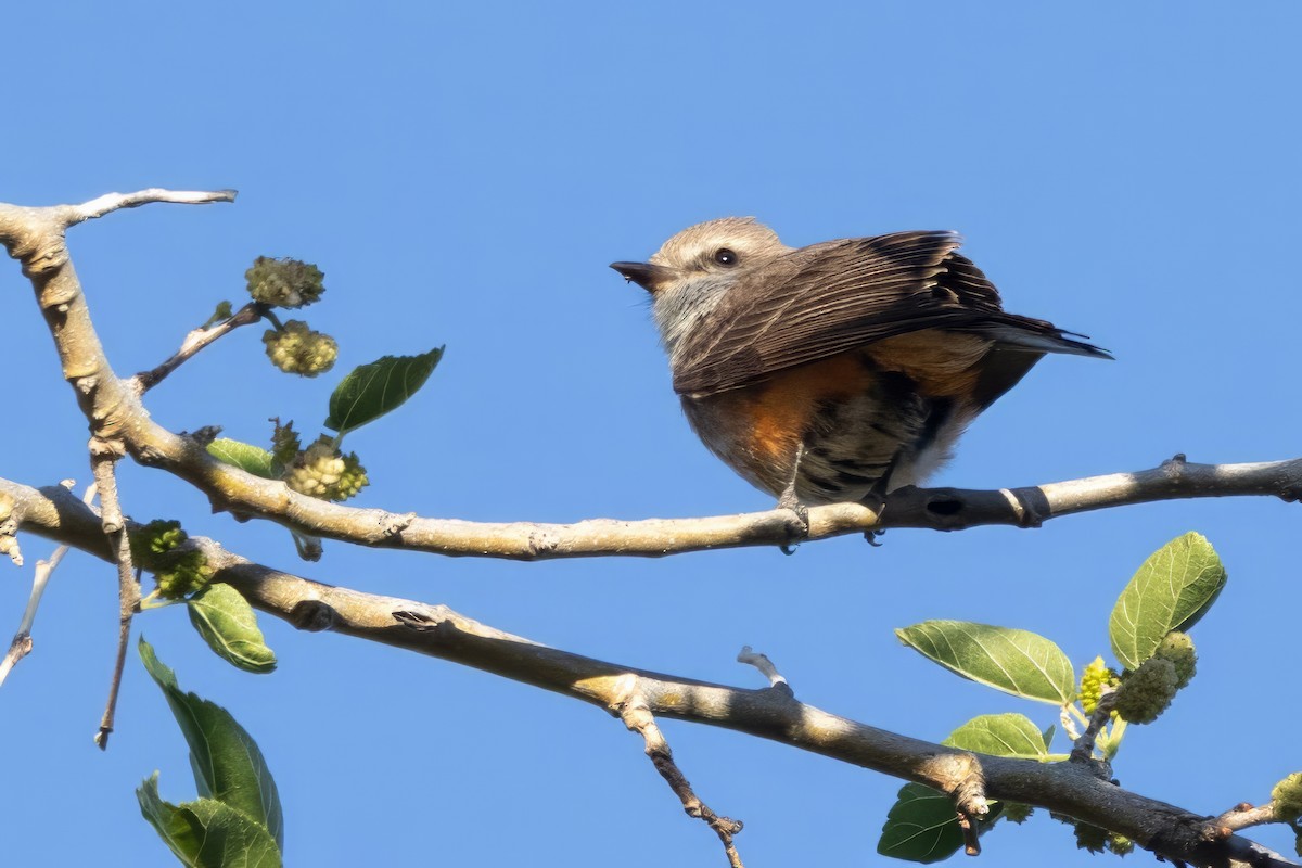 Vermilion Flycatcher - ML619993230