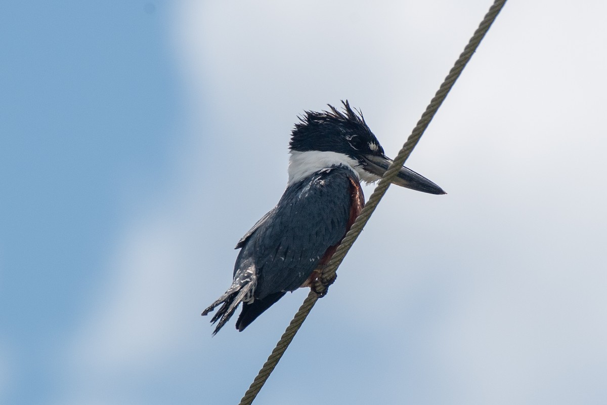 Ringed Kingfisher - ML619993237