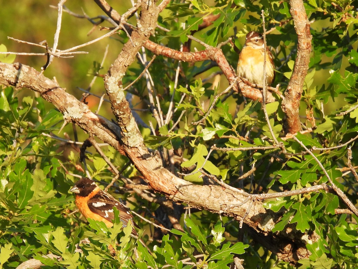 Black-headed Grosbeak - ML619993238