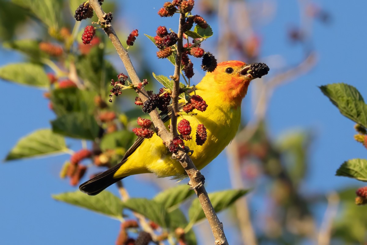 Western Tanager - ML619993244