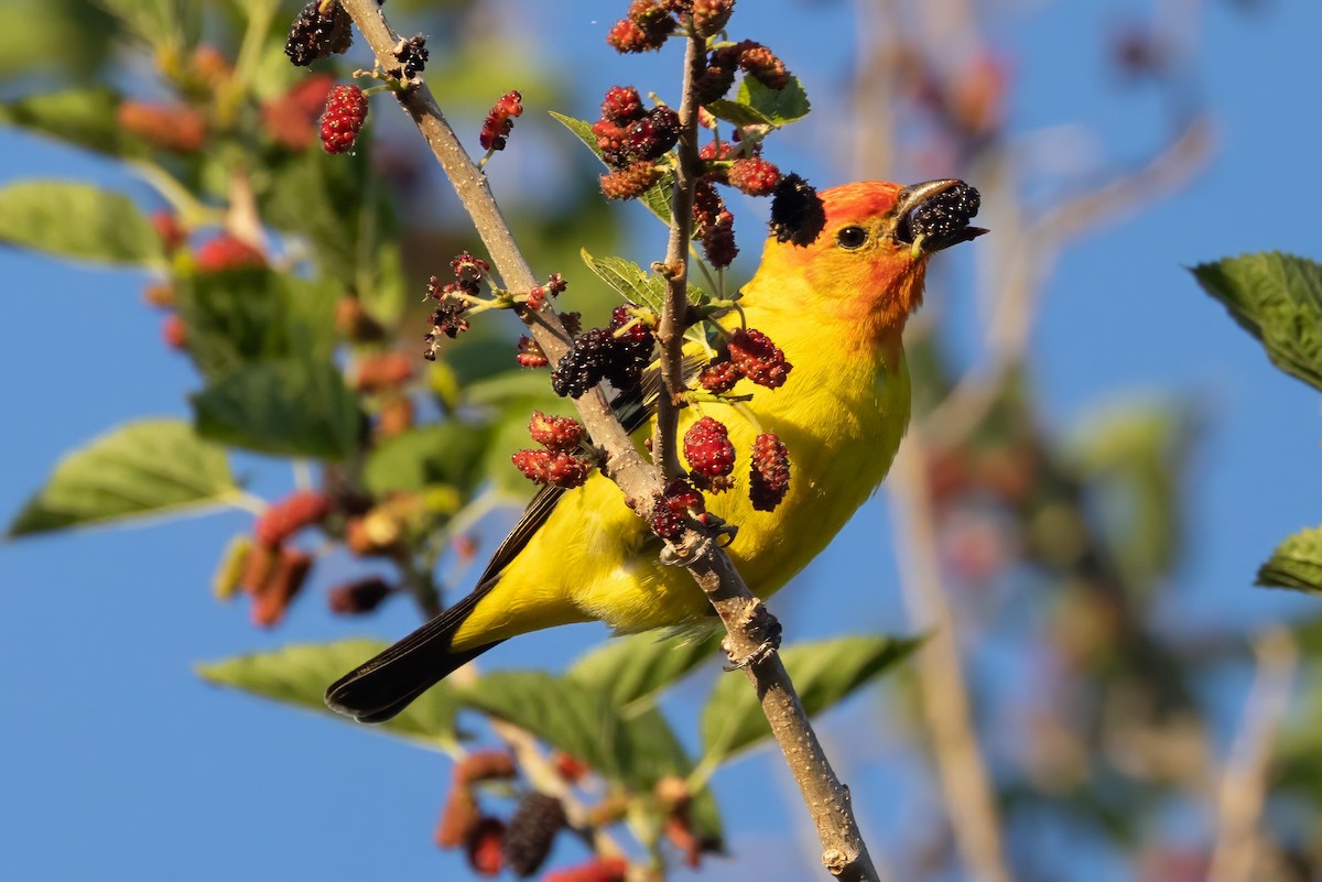 Western Tanager - ML619993245