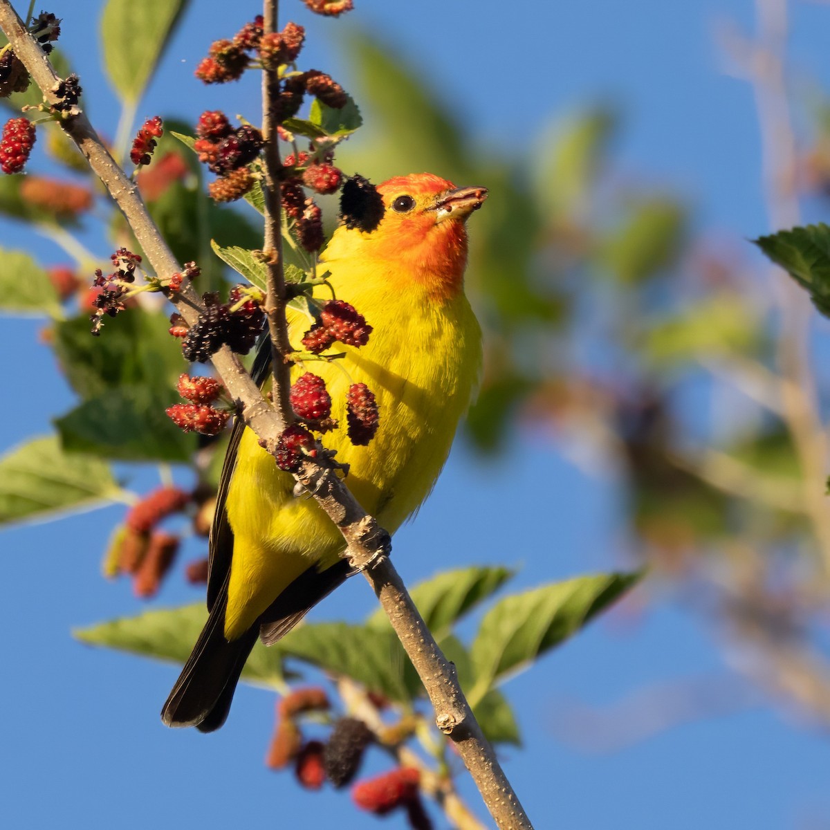 Western Tanager - ML619993252