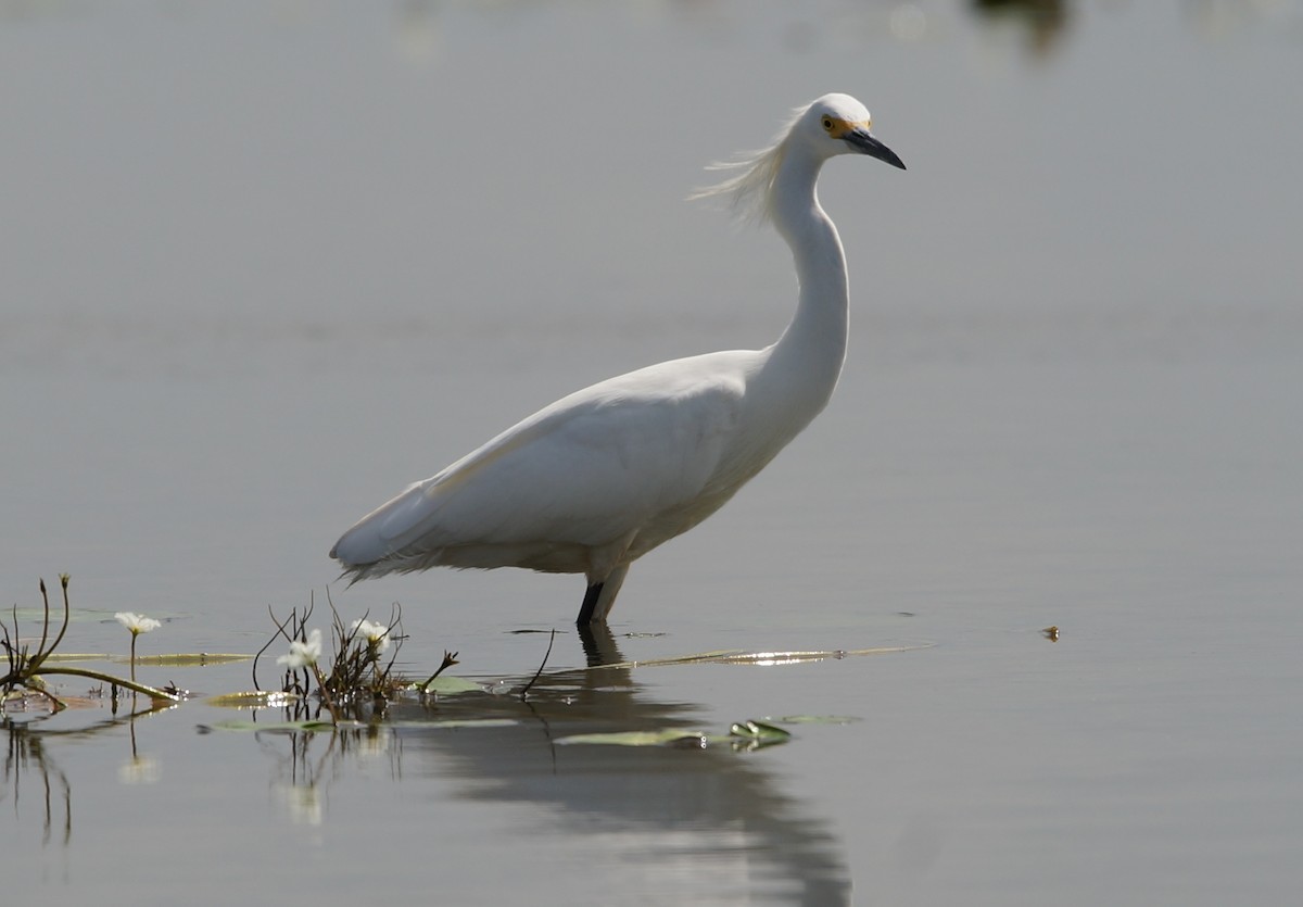 Great Egret - Nancy Cox