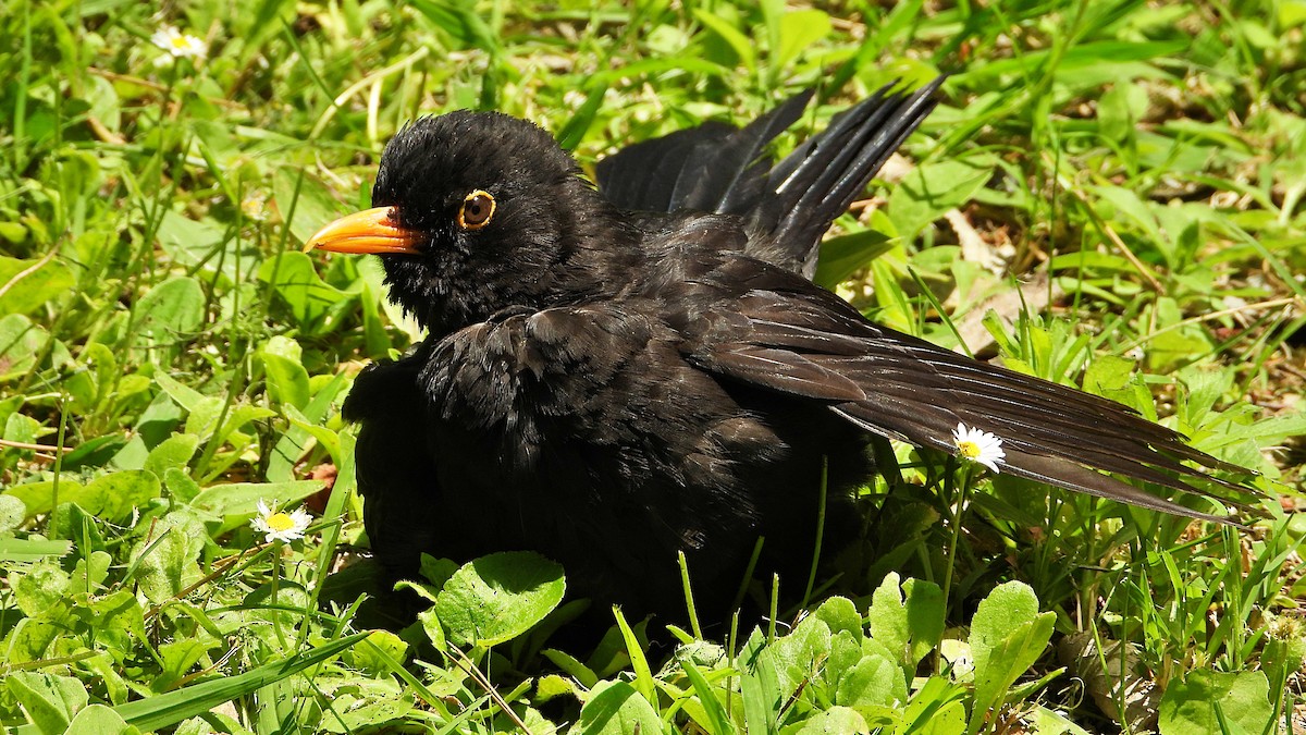 Eurasian Blackbird - ML619993267