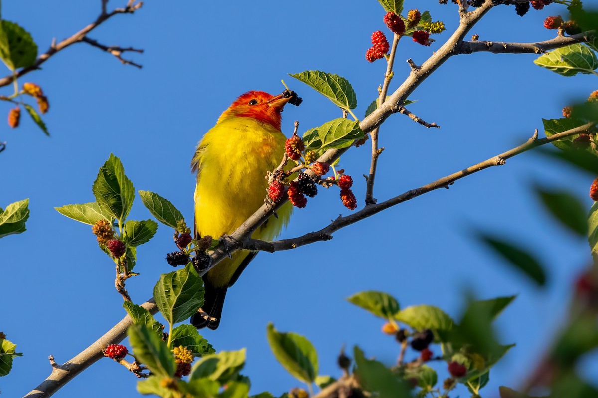 Western Tanager - ML619993269
