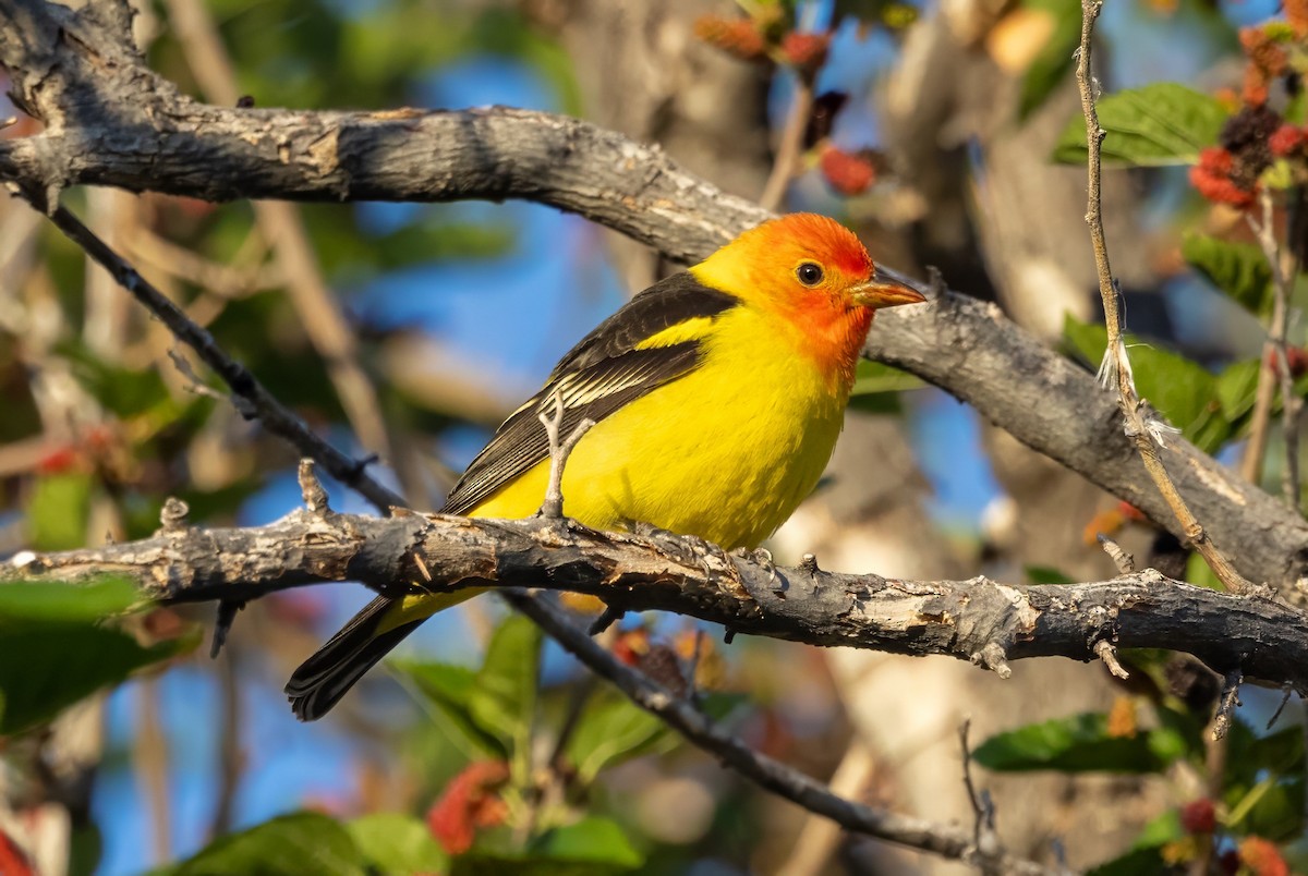 Western Tanager - ML619993274