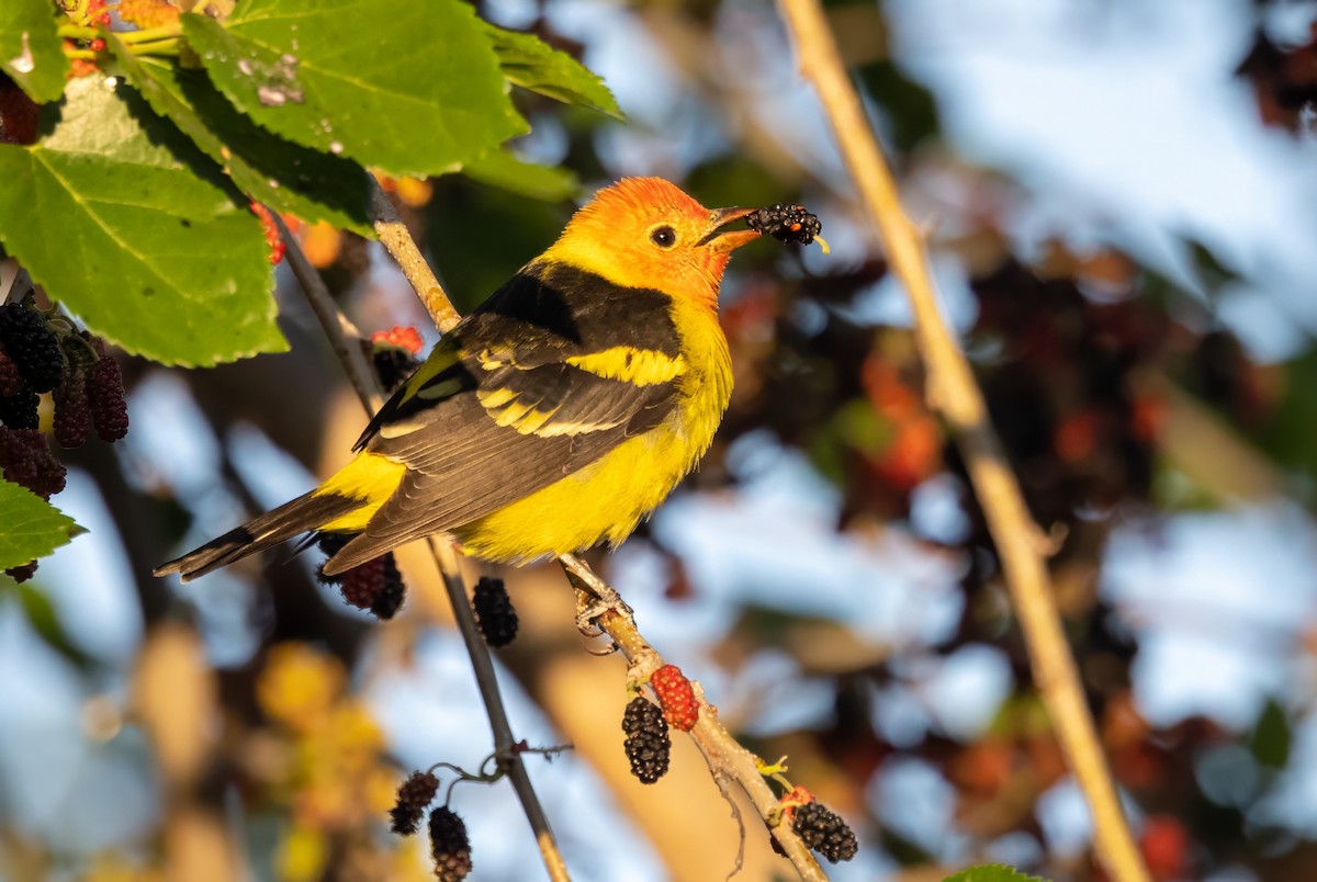 Western Tanager - ML619993275