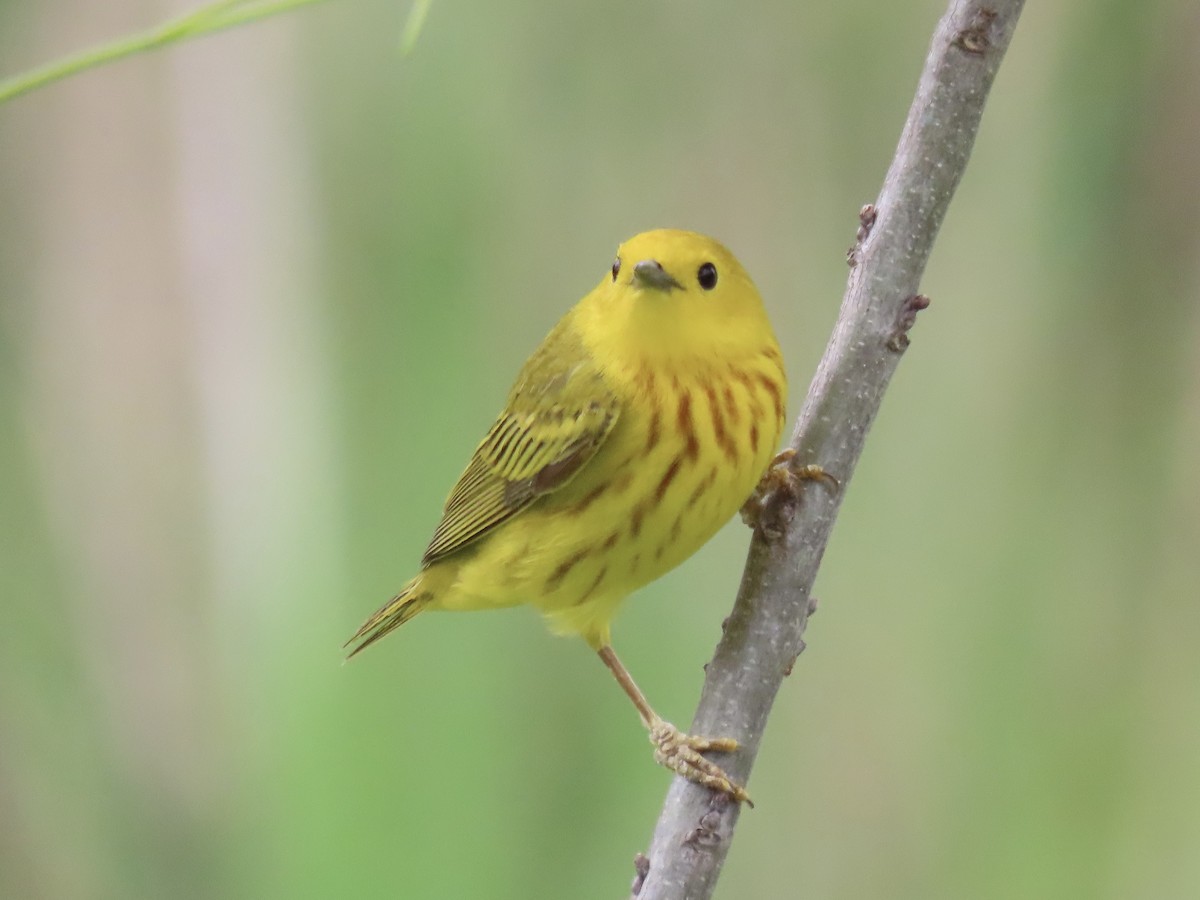 Yellow Warbler - ML619993285