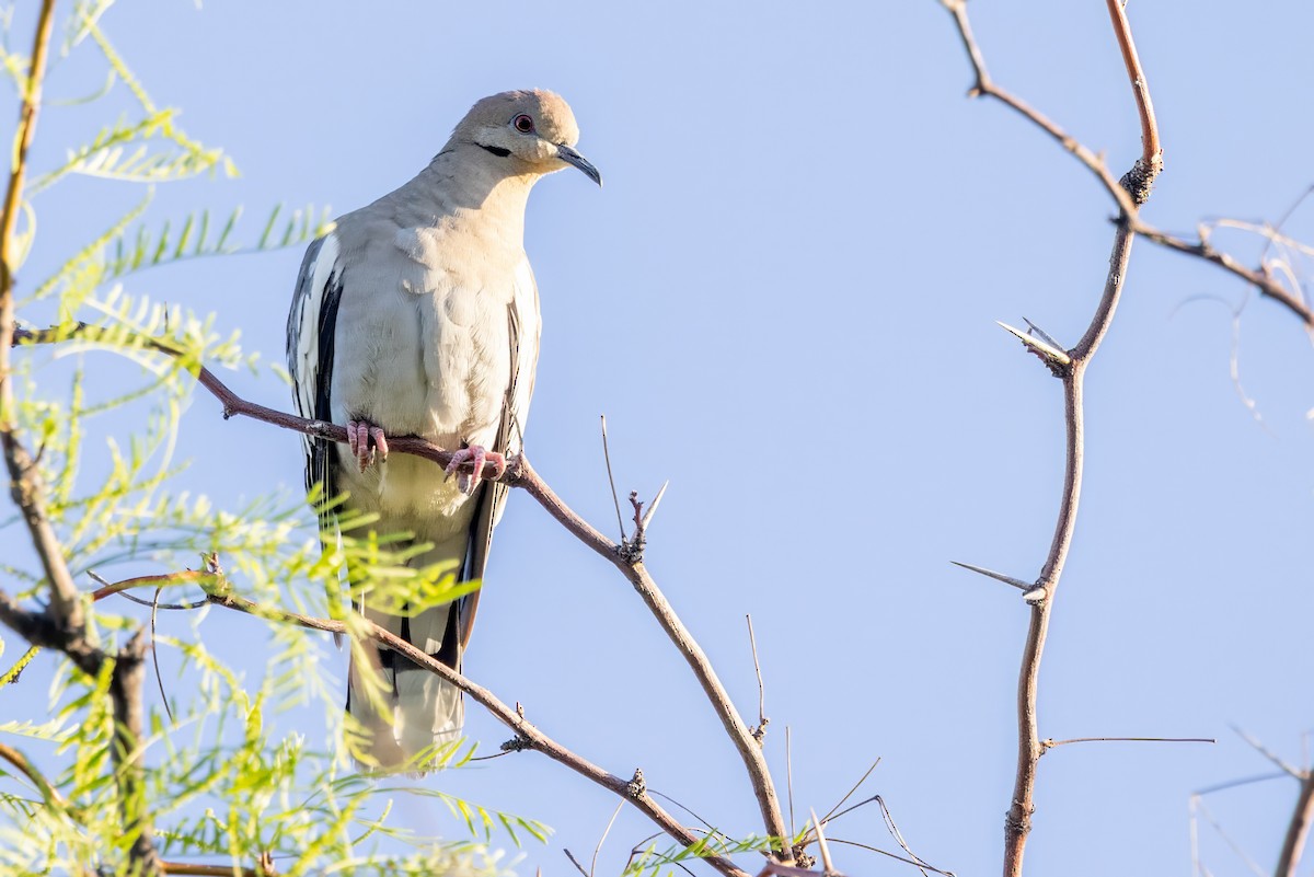 White-winged Dove - ML619993286