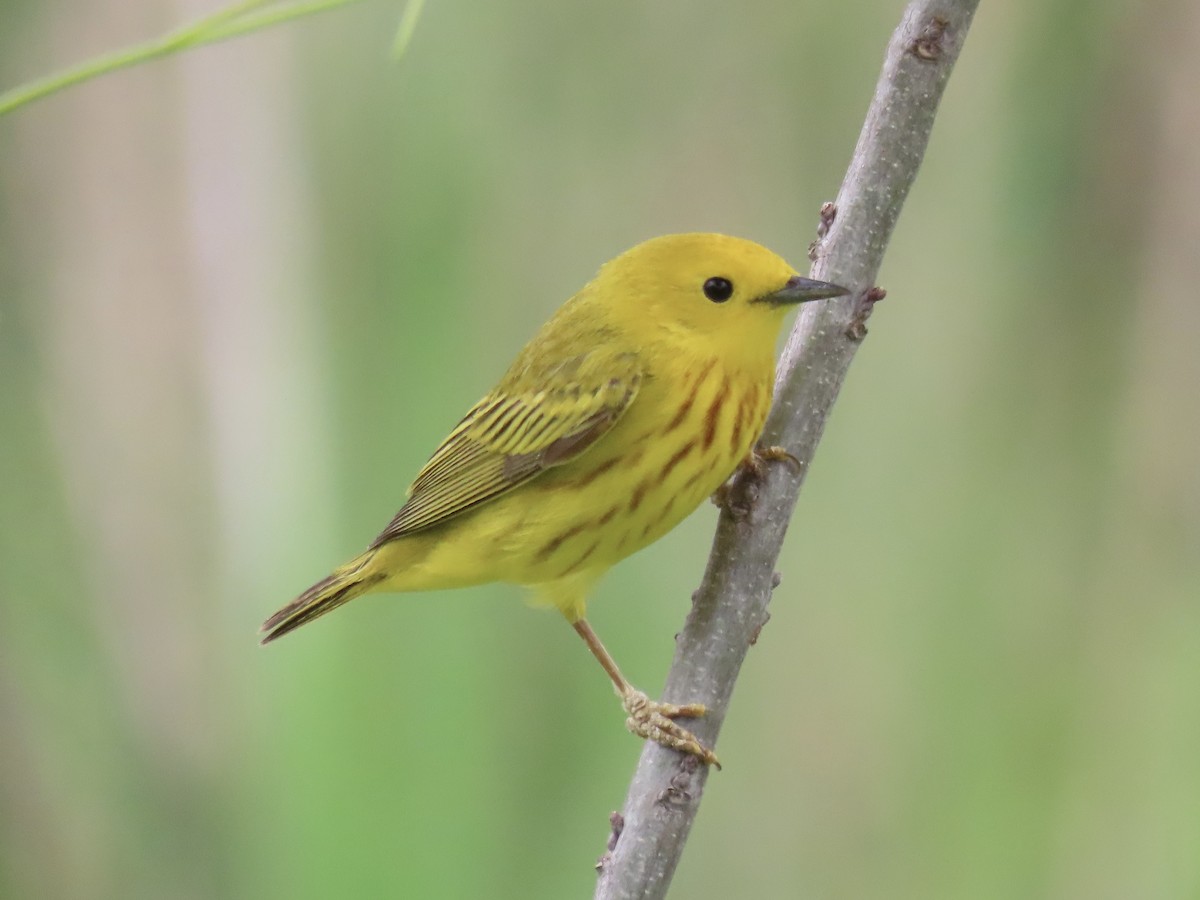 Yellow Warbler - ML619993287