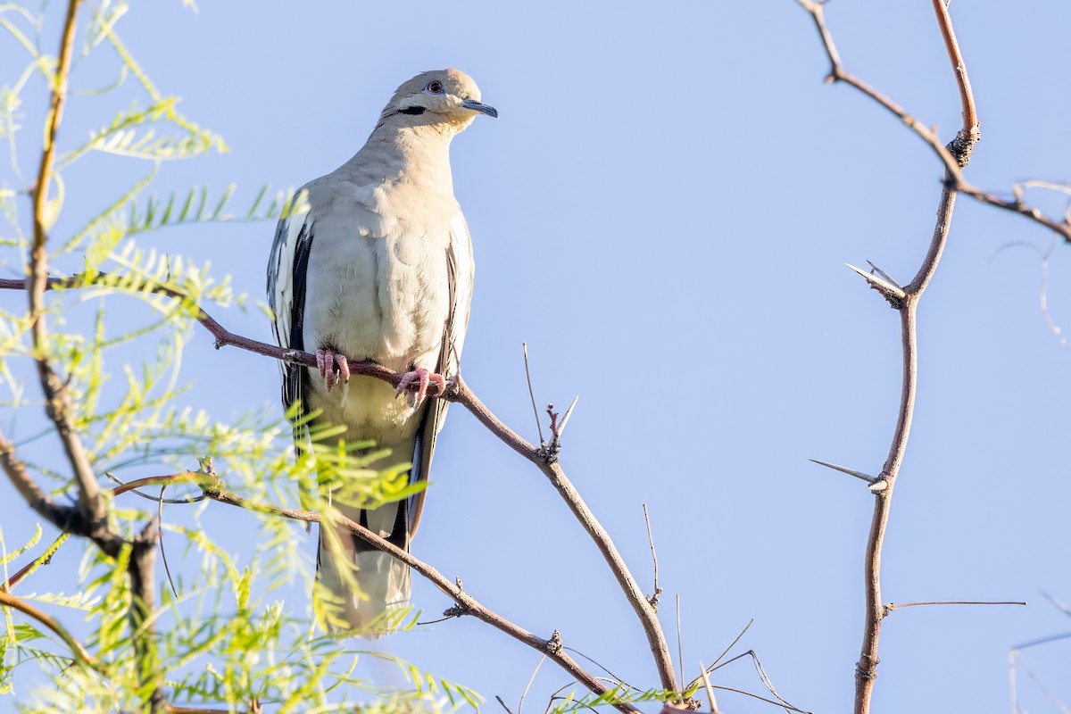 White-winged Dove - ML619993288