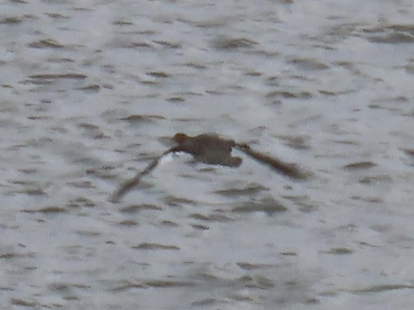 Red-breasted Merganser - ML619993291