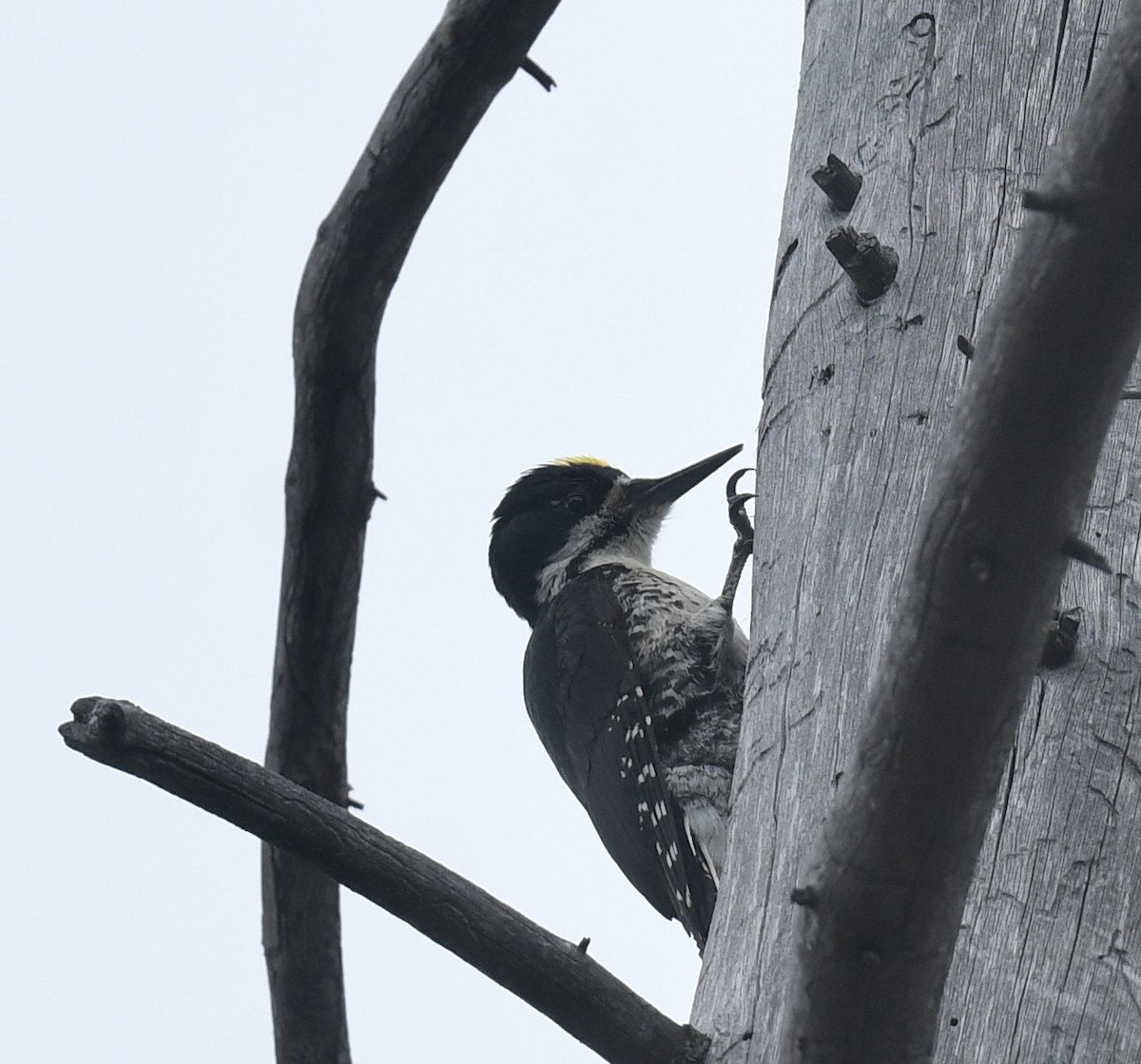 Black-backed Woodpecker - ML619993297