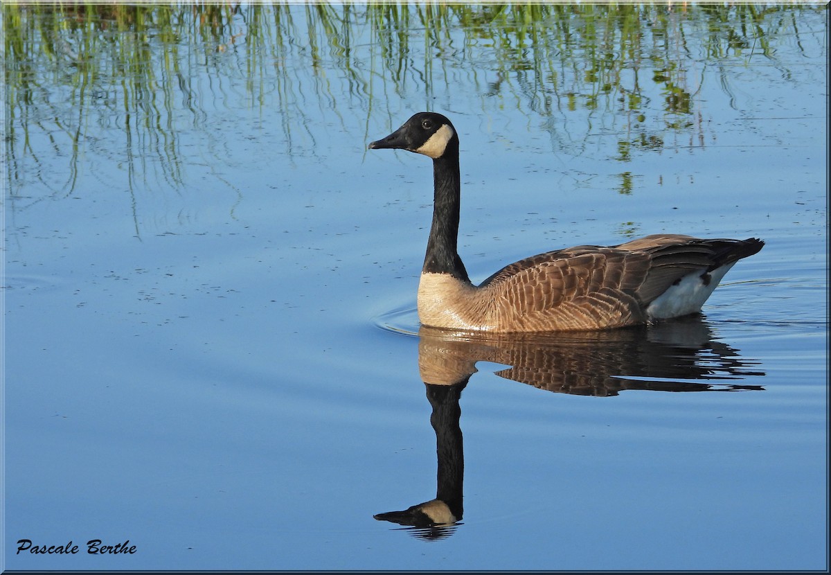 Canada Goose - ML619993301