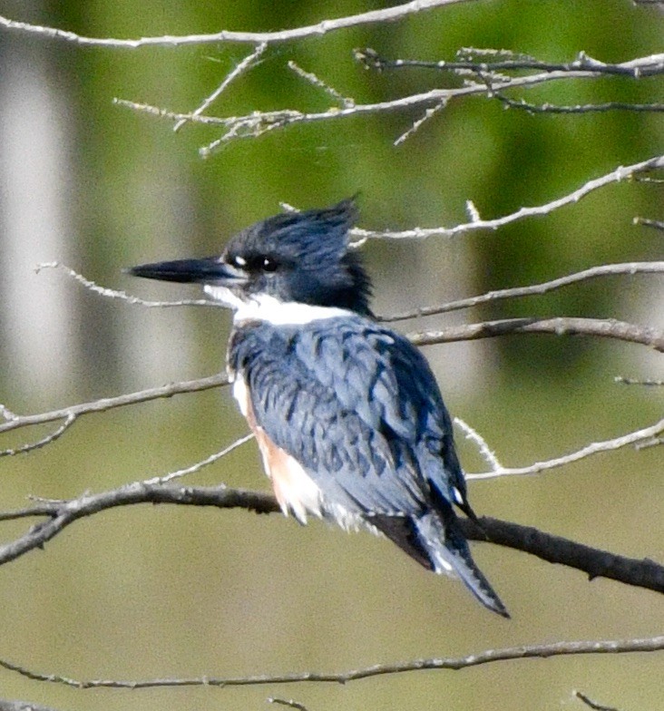 Belted Kingfisher - ML619993321