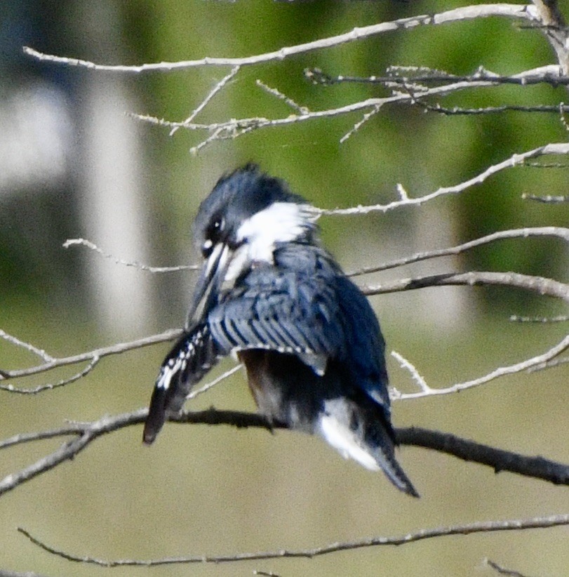 Belted Kingfisher - ML619993322