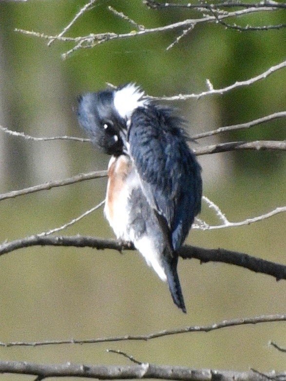 Belted Kingfisher - ML619993323