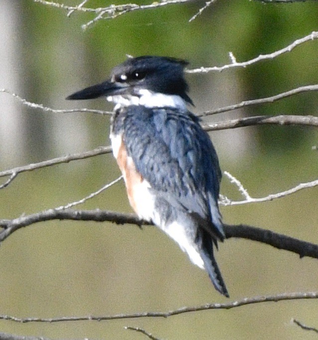 Belted Kingfisher - ML619993324