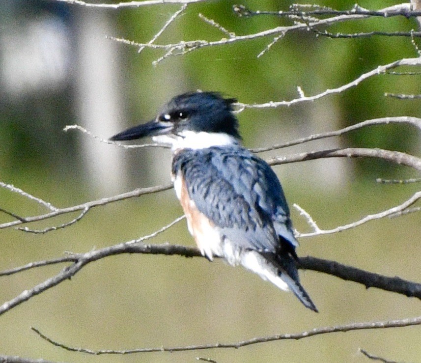 Belted Kingfisher - ML619993325