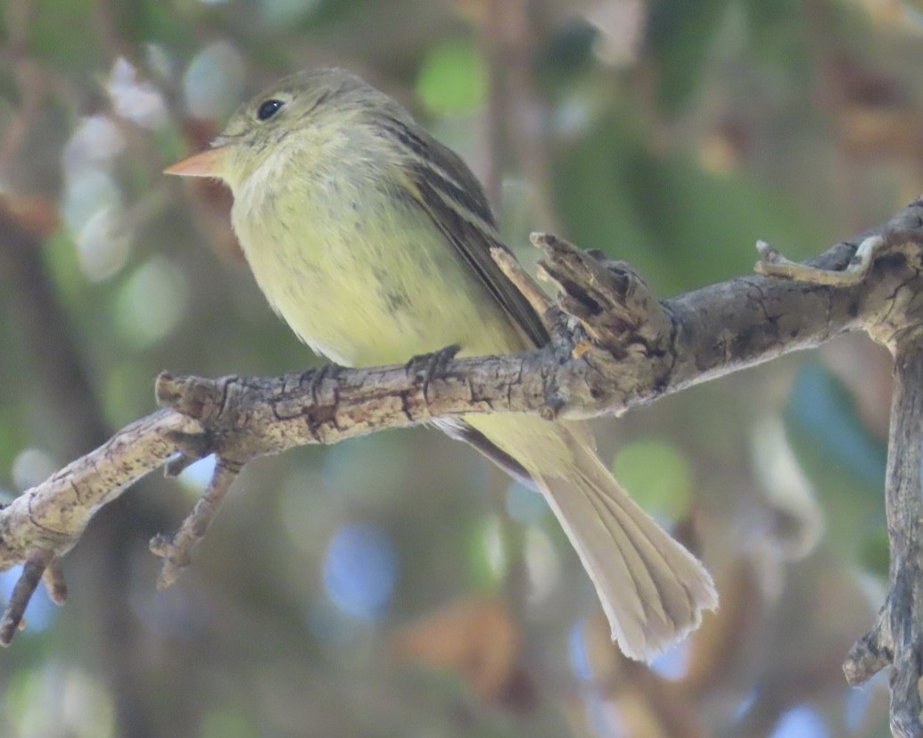 Western Flycatcher (Pacific-slope) - ML619993330