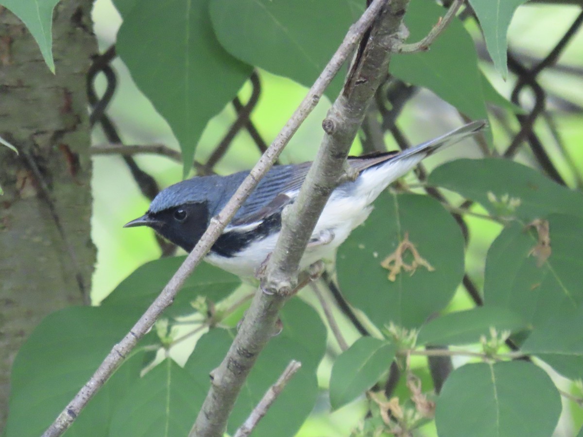 Black-throated Blue Warbler - ML619993336