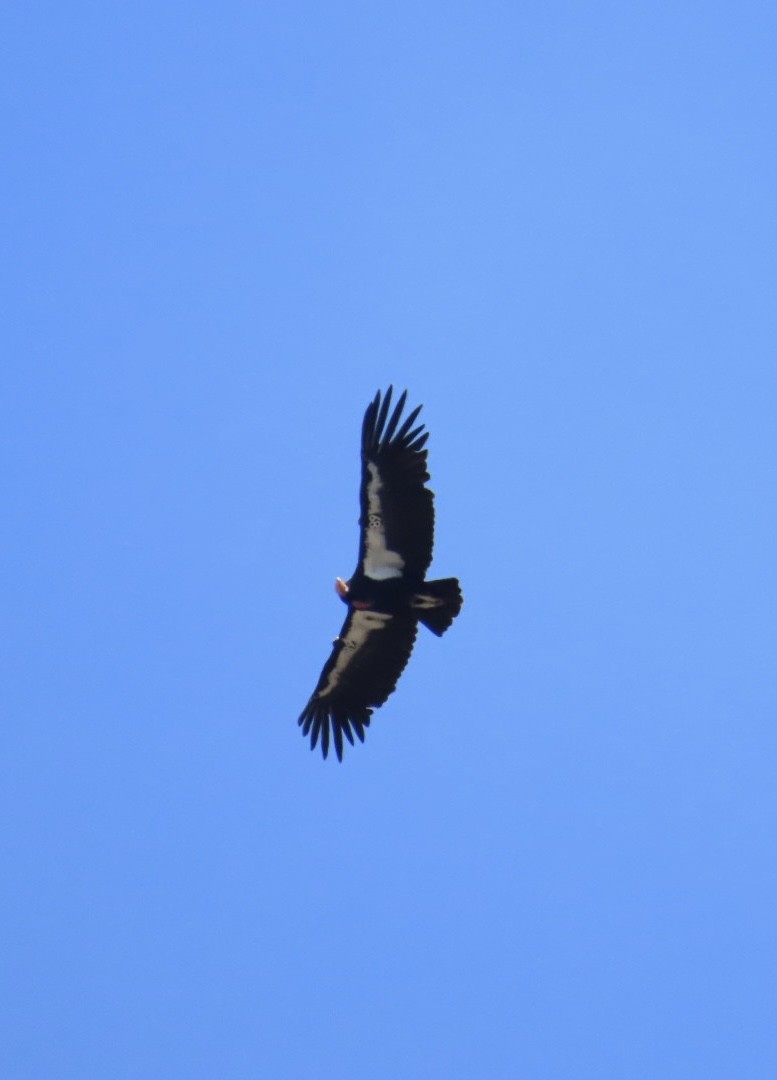 California Condor - ML619993337