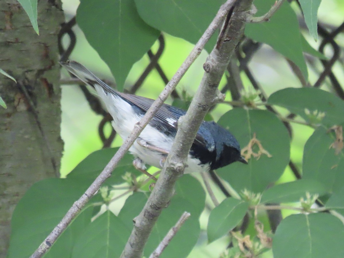 Black-throated Blue Warbler - ML619993338