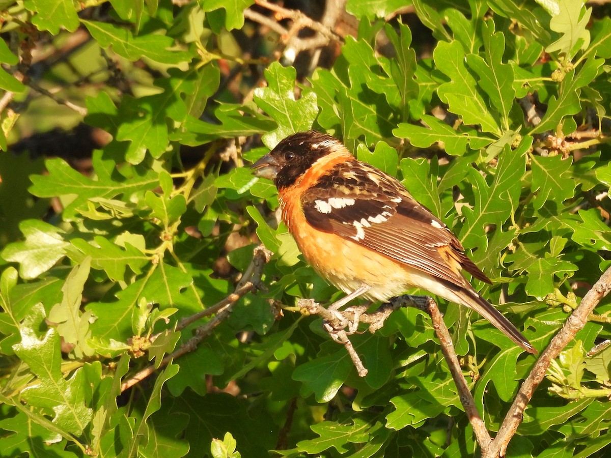 Black-headed Grosbeak - ML619993340