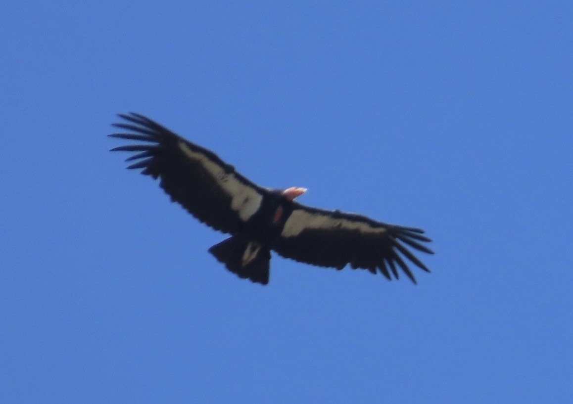 California Condor - ML619993341