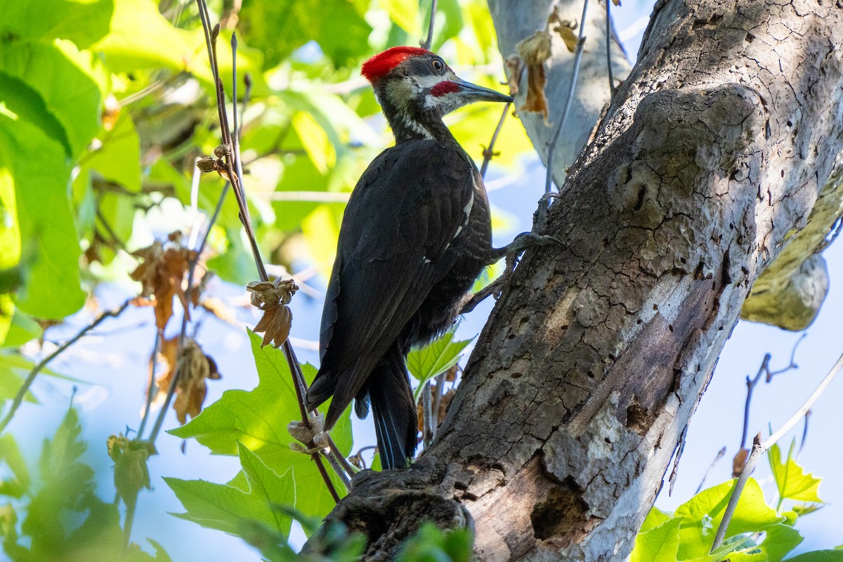 Pileated Woodpecker - ML619993343