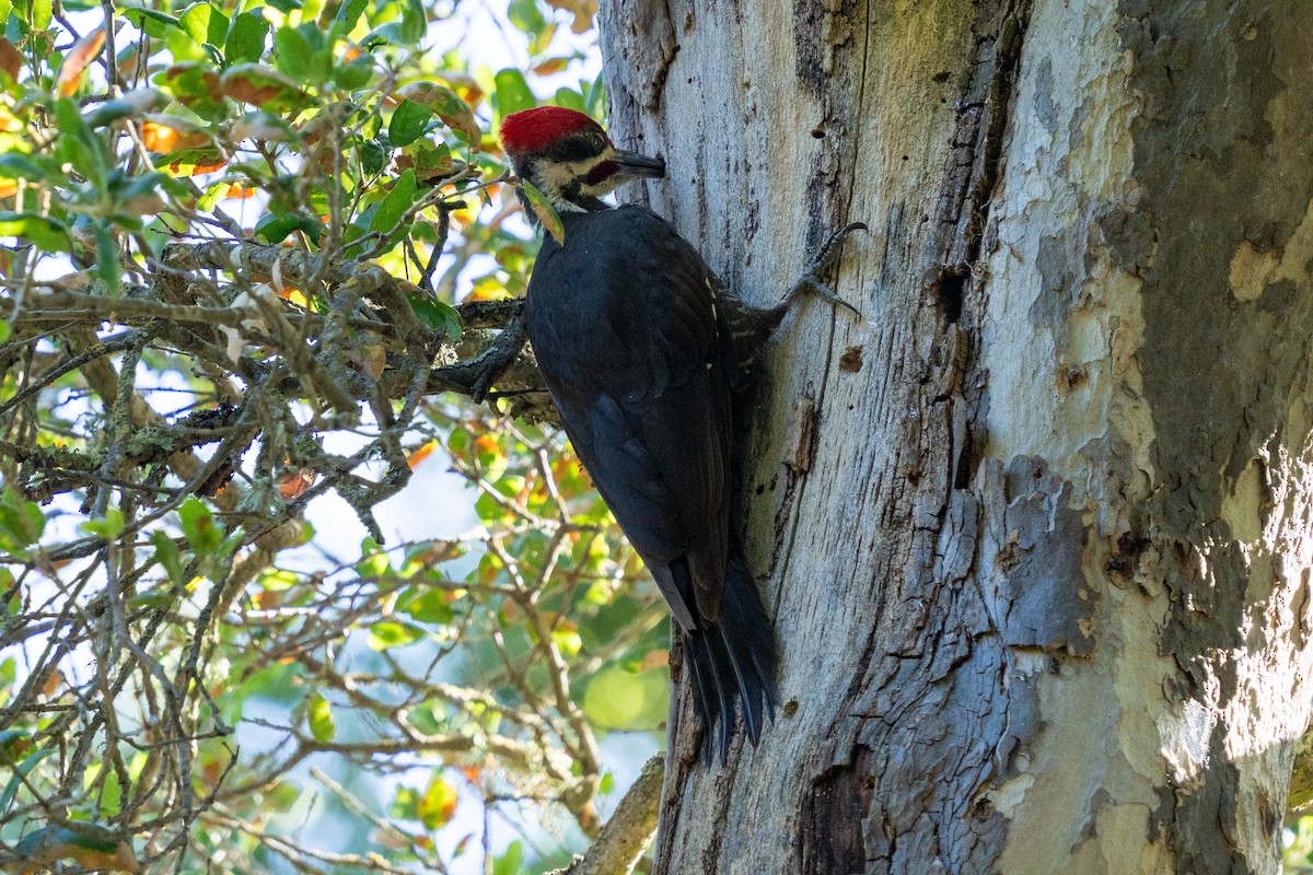 Pileated Woodpecker - ML619993344