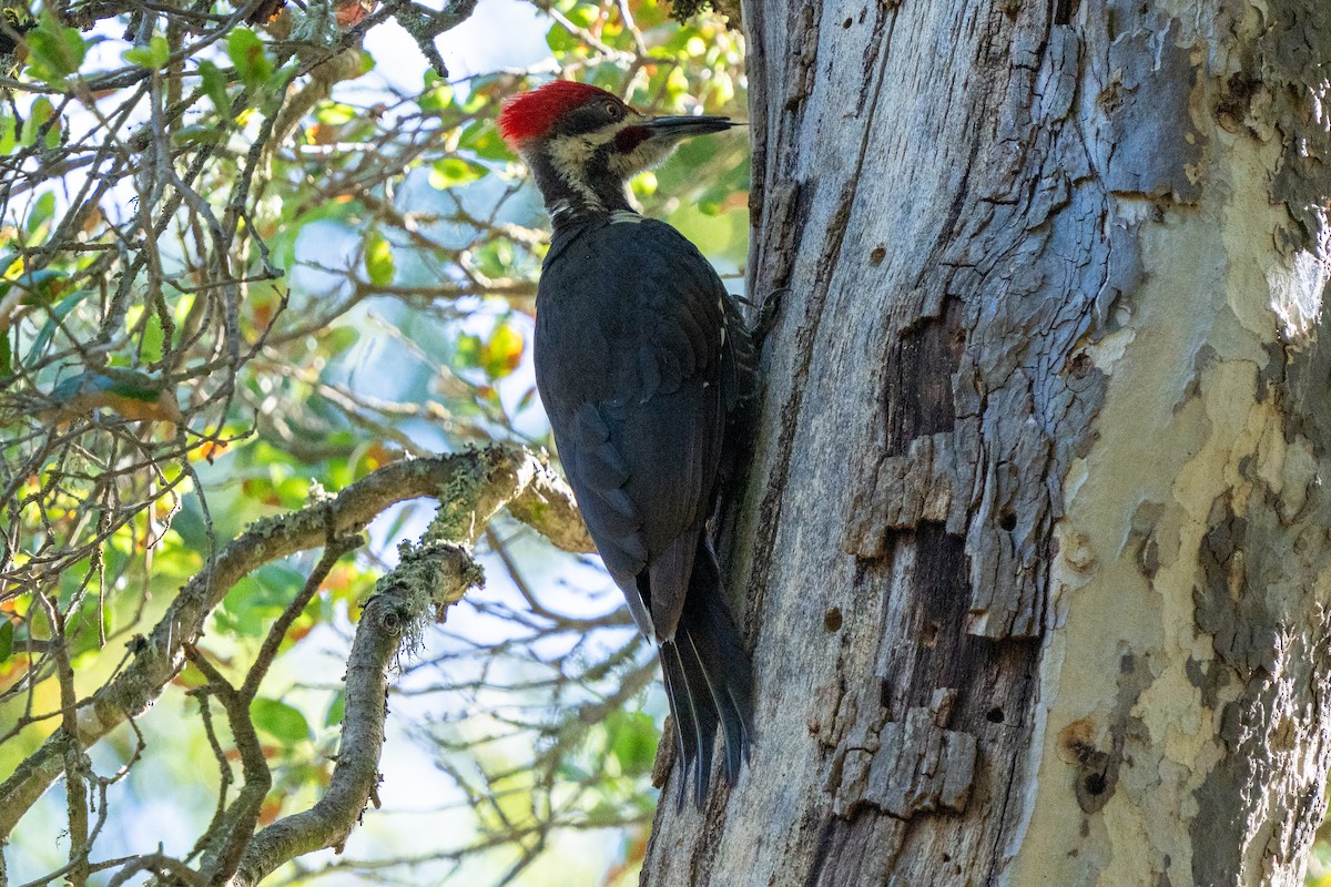 Pileated Woodpecker - ML619993346