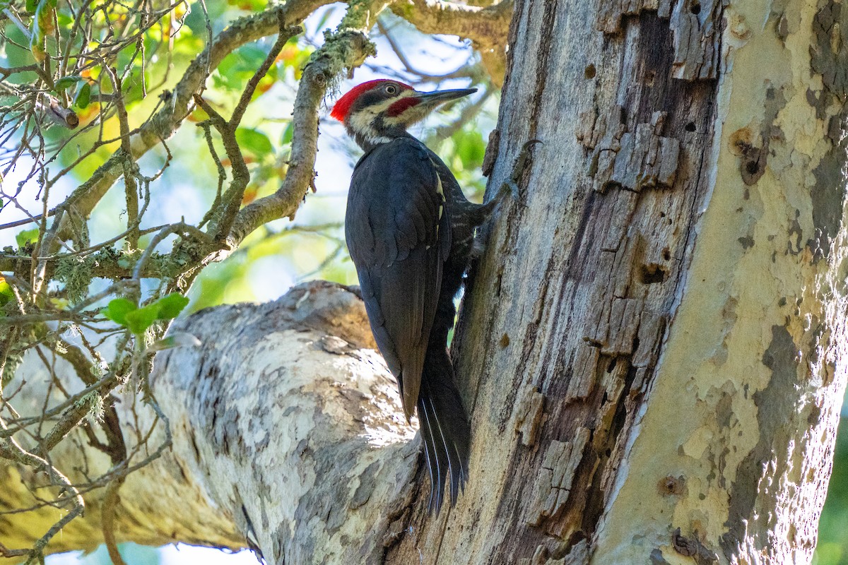 Pileated Woodpecker - ML619993347