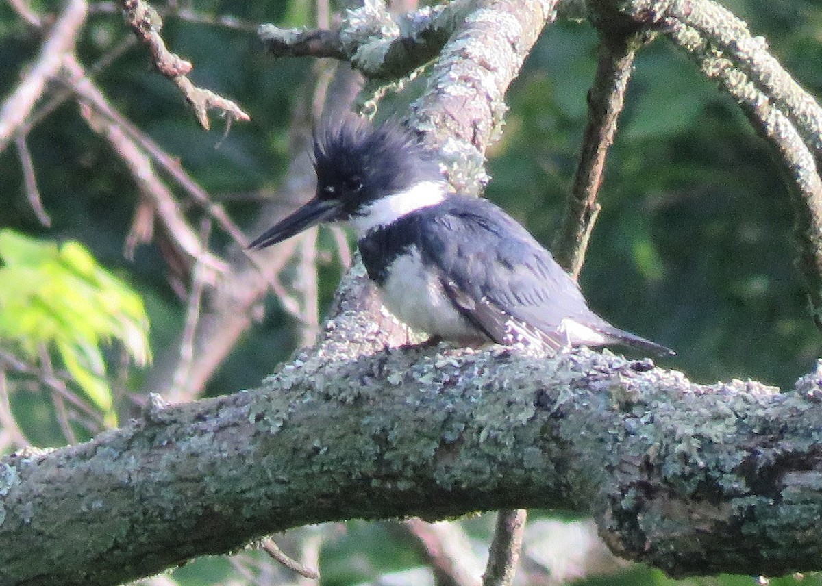 Belted Kingfisher - ML619993350