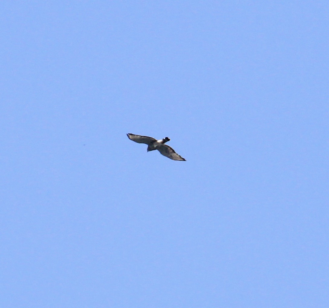 Broad-winged Hawk - ML619993351