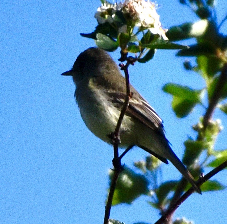 Willow Flycatcher - ML619993355