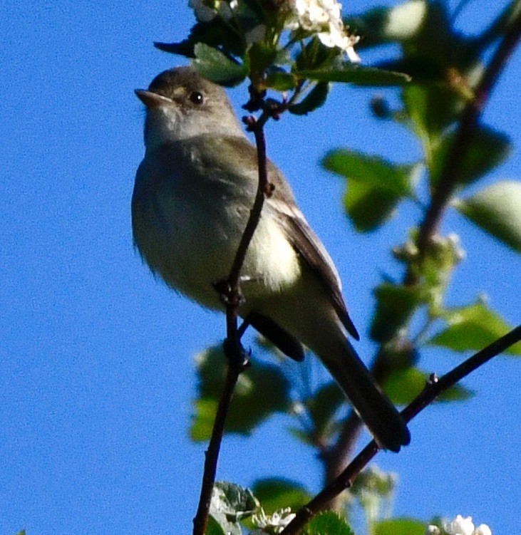 Willow Flycatcher - ML619993356