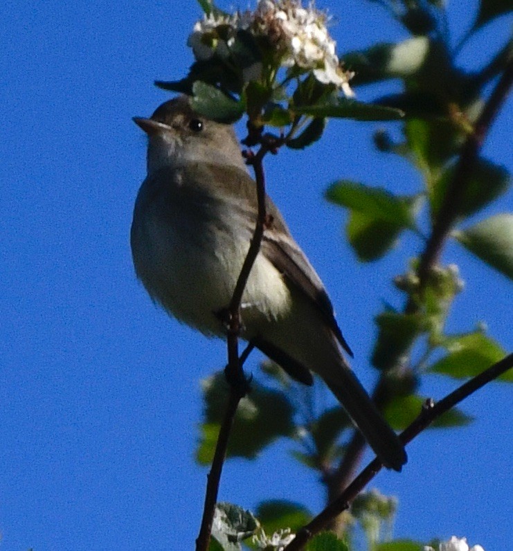 Willow Flycatcher - ML619993358