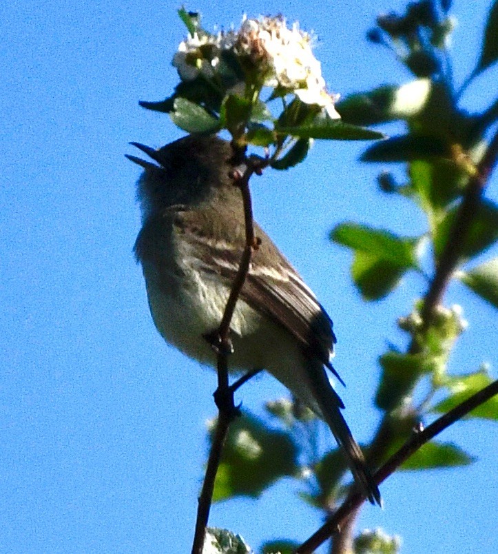 Willow Flycatcher - ML619993359